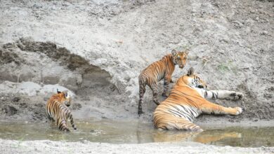 Photo of भीषण गर्मी से इंसानों के साथ-साथ जानवर भी परेशान