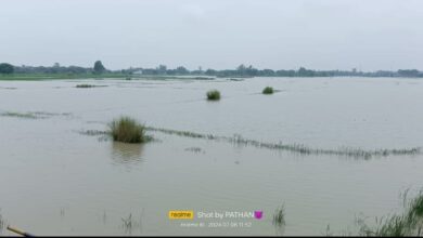 Photo of बरसाती पानी में डूब कर नष्ट हो रही हजारों बीघा धान की फसल झाड़ियों से अटा पड़ा है कोसमा नाला