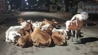 Photo of गोवंश से टकरा कर बाइक सवार वृद्ध की हुई मौत।दो लोग हुए घायल