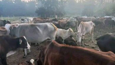 Photo of राष्ट्रीय गौ रक्षक सेना के राष्ट्रीय अध्यक्ष ने सभी गौशालाओं का निरीक्षण करने की मांग की