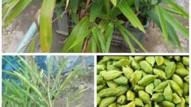 Photo of विशाल गुप्ता से जाने घर में कैसे उगाएं इलायची का पौधा