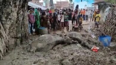 Photo of छिबरामऊ: करंट लगने से दो भैंसे मरी। ग्रामीणों ने किया बिजली घर का घेराव।