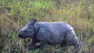 Photo of दुधवा टाइगर रिज़र्व से खुशखबरी: ‘रिद्धि’ बनी मां, प्राकृतिक वास में जन्मा स्वस्थ शिशु