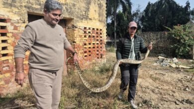 Photo of फार्म हाउस में निकला करीब 16 फीट लंबा अजगर, इलाके में मचा हड़कंप।