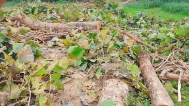 Photo of बेवर में वन माफिया बेखौफ, नवीगंज के नगला देवी में तीन सागौन के हरे पेड़ों पर चली कुल्हाड़ी