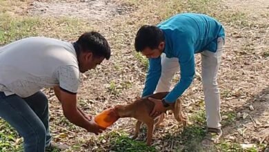 Photo of मानवता की मिसाल: पत्रकार गुलशन दीक्षित और उनके भाई ने बचाई बेजुबान की जान