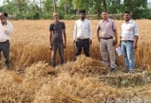 Photo of अधिकारियों ने जांची गेहूं की उत्पादकता