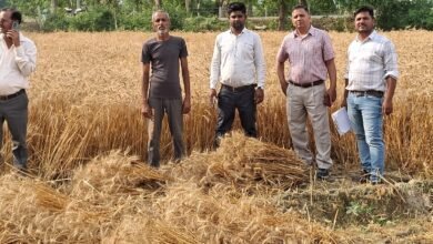 Photo of अधिकारियों ने जांची गेहूं की उत्पादकता